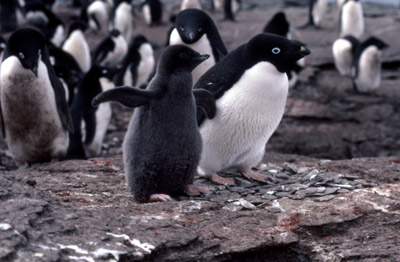 Adelie penguin -  parent -chick 10