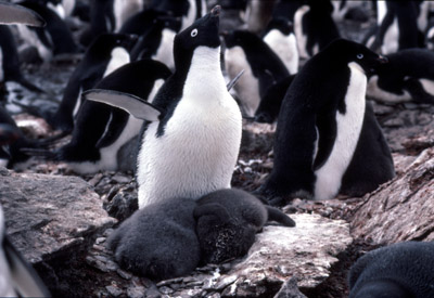 Adelie penguin -  parent -chick 11