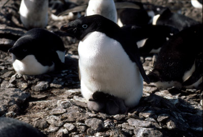 Adelie penguin -  parent -chick 16