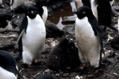 Adelie penguin -  parent -chick 8