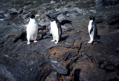 Adelie penguin -  penguin 12