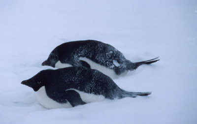 Adelie penguin -  penguin 16