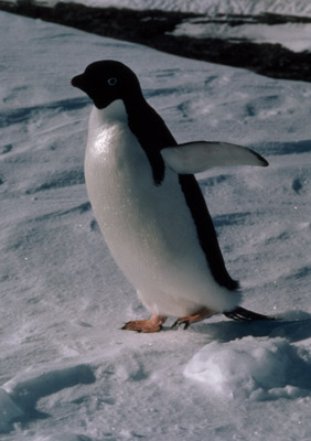 Adelie penguin -  penguin 2