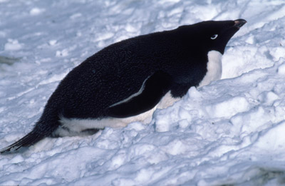 Adelie penguin -  penguin 5