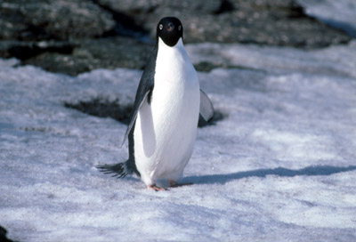 Adelie penguin -  penguin 7
