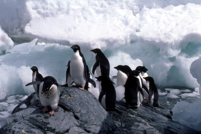 Adelie penguin -  penguin group  2
