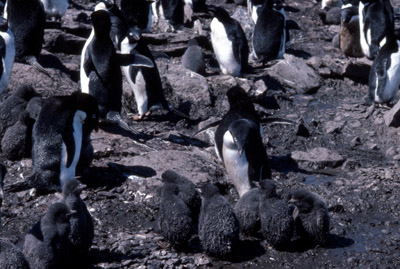 Adelie penguin -  penguin group  4