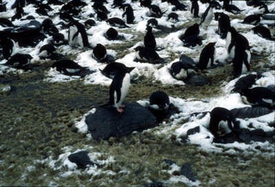 Adelie penguin -  penguin group  5