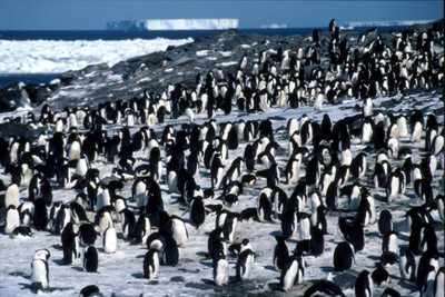 Adelie penguin -  penguin group  7