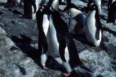 Adelie penguin -  squabble3