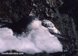 Cape Petrel -  1