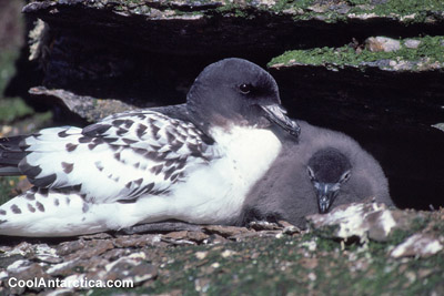 Cape Petrel -  5