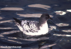 Cape Petrel -  6