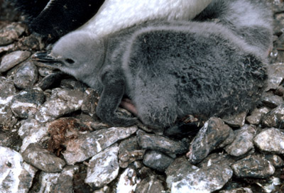 Chinstrap penguin -  chick 1