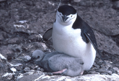Chinstrap penguin -  parent -chick 14