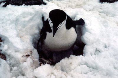 Chinstrap penguin -  parent -chick 15