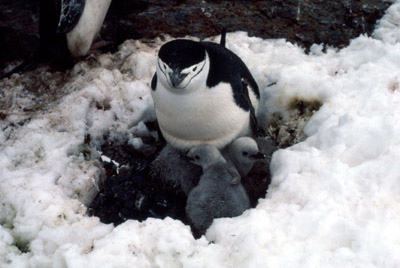 Chinstrap penguin -  parent -chick 16