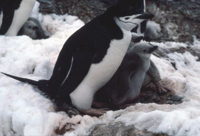Chinstrap penguin -  parent -chick 17