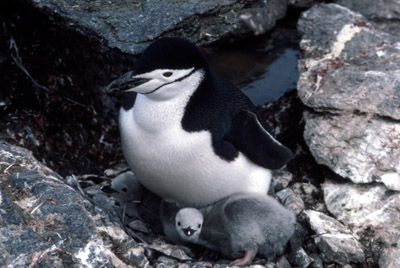Chinstrap penguin -  parent -chick 18