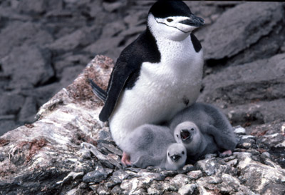 Chinstrap penguin -  parent -chick 20