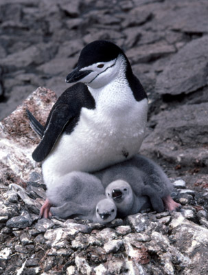 Chinstrap penguin -  parent -chick 21