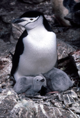 Chinstrap penguin -  parent -chick 22