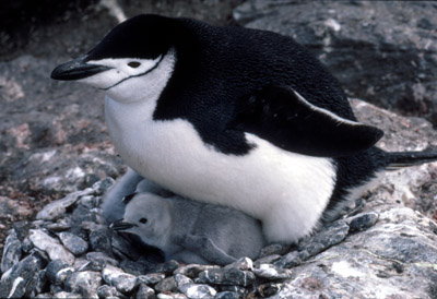 Chinstrap penguin -  parent -chick 23