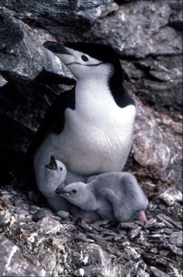 Chinstrap penguin -  parent -chick 24