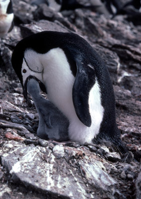 Chinstrap penguin -  parent -chick 3