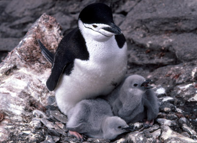 Chinstrap penguin -  parent -chick 4