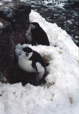 Chinstrap penguin -  parent -chick 7