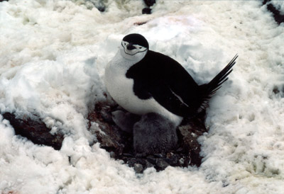 Chinstrap penguin -  parent -chick 9