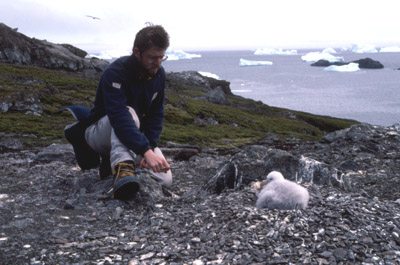 Giant Petrel -  chick 6