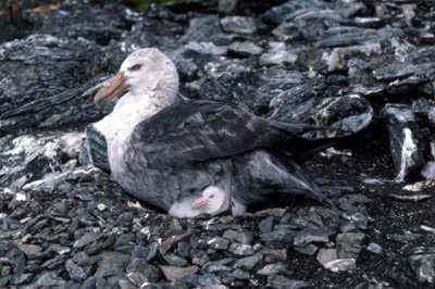 Giant Petrel -  parent chick  1