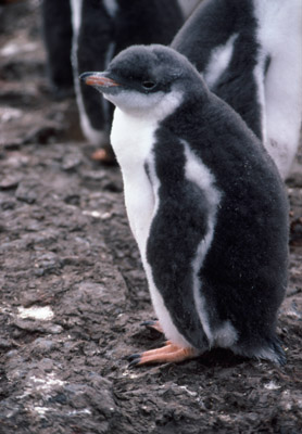 Gentoo penguin -  chick 1
