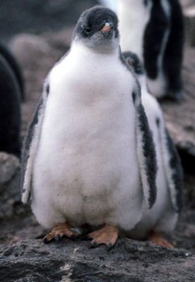 Gentoo penguin -  chick 2