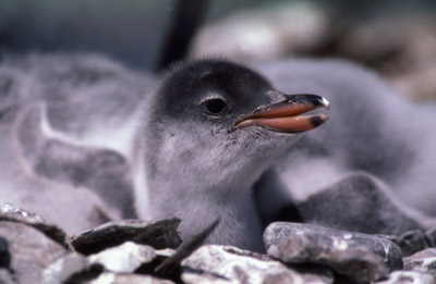 Gentoo penguin -  chick 3