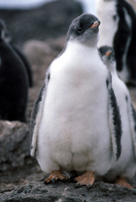 Gentoo penguin -  chick 4