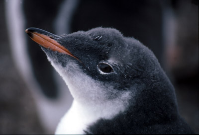 Gentoo penguin -  chick 5