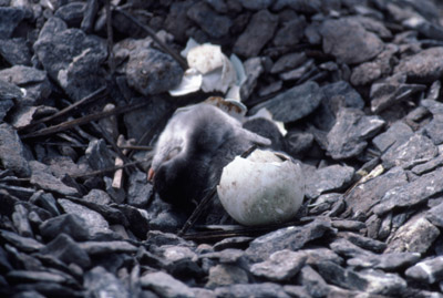 Gentoo penguin -  chick 6