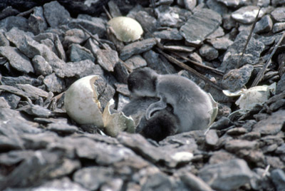 Gentoo penguin -  chick 7