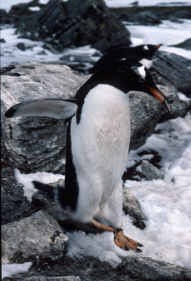 Gentoo penguin -  courtship 1