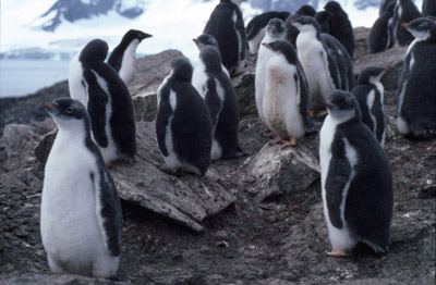 Gentoo penguin -  group 1