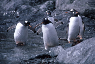 Gentoo penguin -  group 10