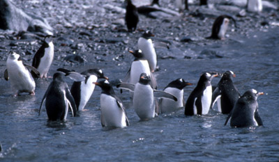 Gentoo penguin -  group 11