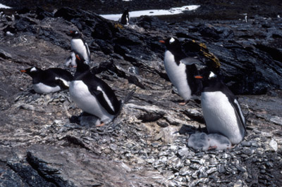 Gentoo penguin -  group 12
