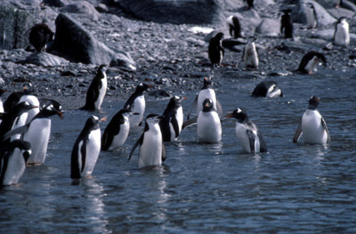 Gentoo penguin -  group 13