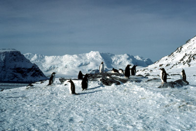 Gentoo penguin -  group 14