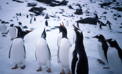 Gentoo penguin -  group 15
