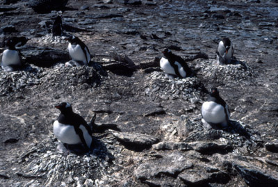 Gentoo penguin -  group 16
